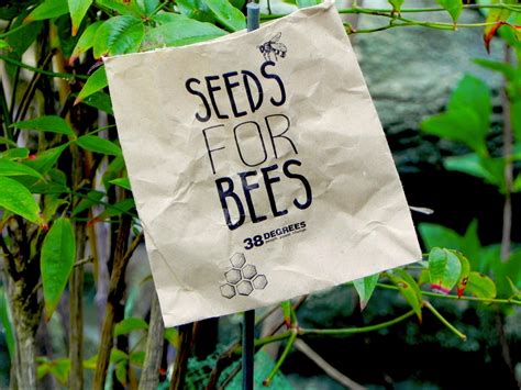 bees and seeds